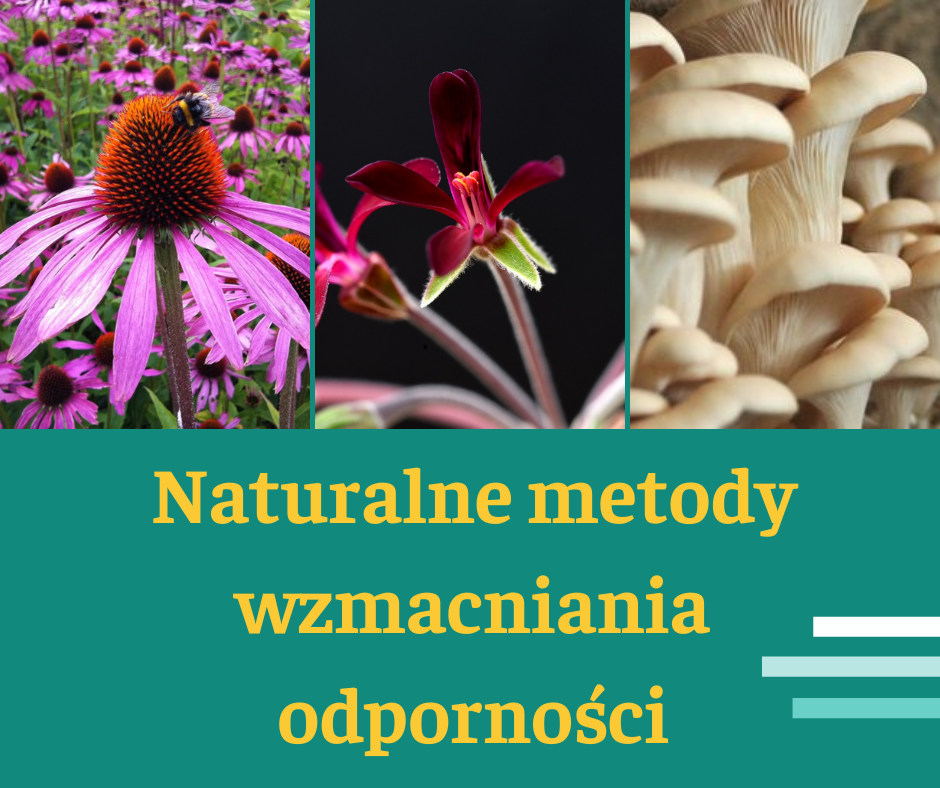 grafika przedstawia 3 rośliny opisane w artykule